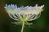 Queen Anne's Lace_25319-21